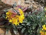 41-borracina rupestre